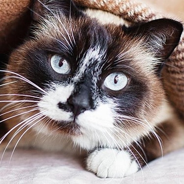 Tabby cat in blue collar on window sill