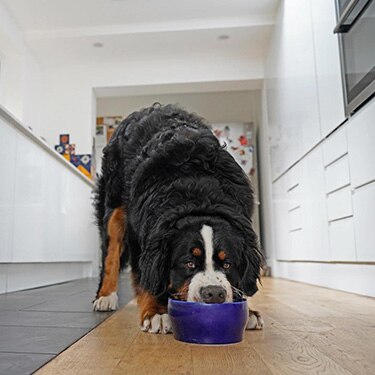A dog guards their food bowl.