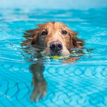 A dog swims in a pool.