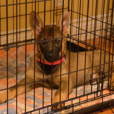 A German shepherd puppy in a crate.