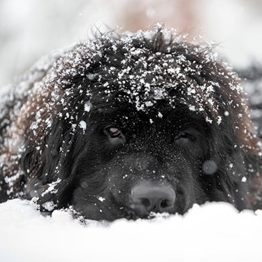 A Newfoundland dog lies in the snow.