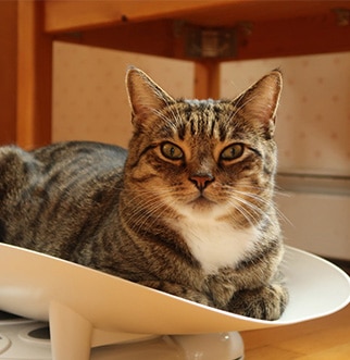 Gray cat with green eyes laying on wood floor