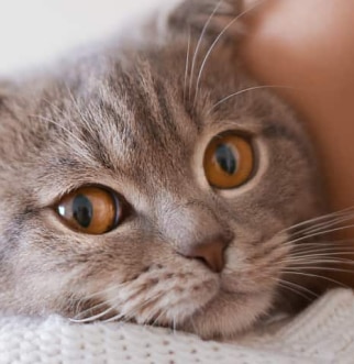Cat being held over womans shoulder