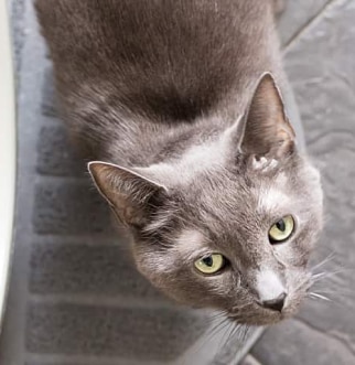 Gray cat looking up in front of litterbox