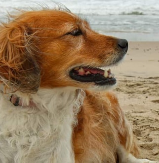 Red Collie standing on beach