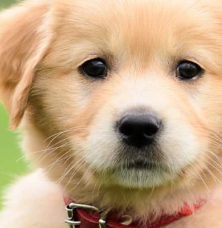 Golden Retriever Puppy in Red Collar