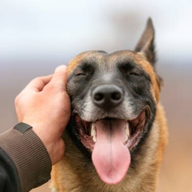 German Shepherd squatting