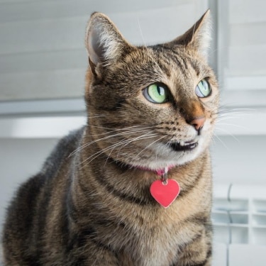 cat with dry and flaky skin