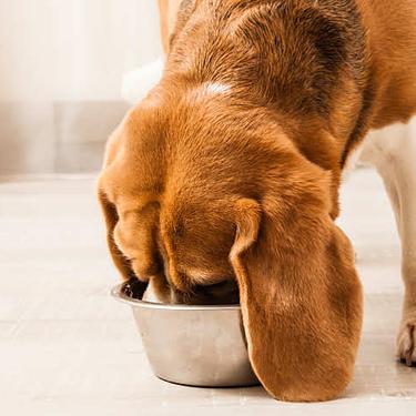 dog and cat eating from bowls.