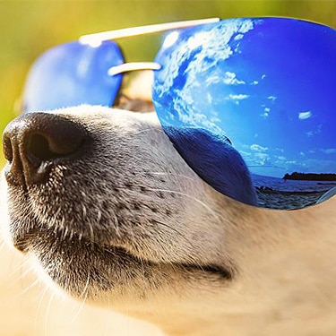 A dog wearing sunglasses.