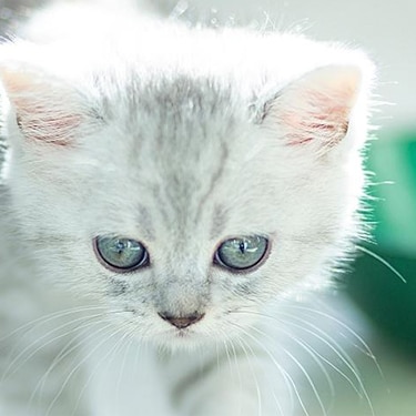 A kitten walks beside a bowl.