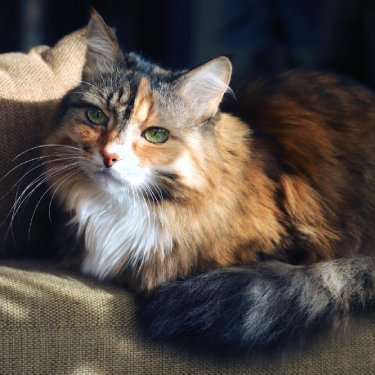 A cat lies on a couch.