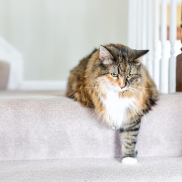 Gray cat looking up in front of litterbox