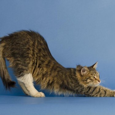 A cat lies on a couch.