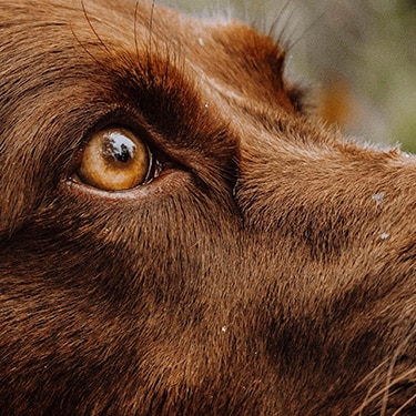 A chocolate lab with brown eyes