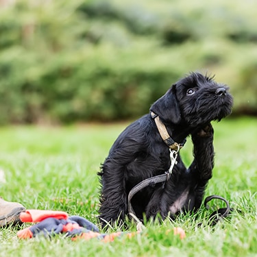 A small black terrier scratches their face.