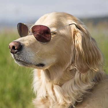 Young male golden retriever with sunglasses.