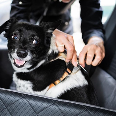 Woman fastening dog in car.