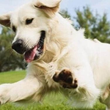a playful dog running on grass.