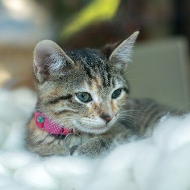A kitten lies in a soft white blanket.