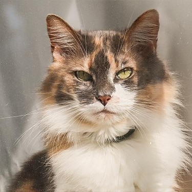Calico cat sunbathing in the window