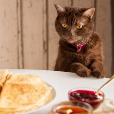 Cute brown cat looking at appetizing homemade pancakes on plate with fresh berries, jam, honey and sourcream on table