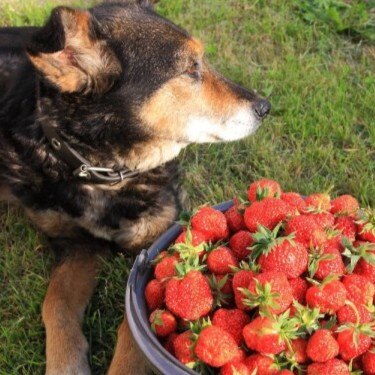 A dog at a bucket with large ripe strawberries
