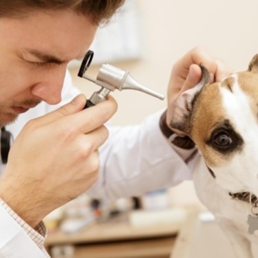 Cheerful Jack Russell Terrier puppy getting its ear examined by a vet with an otoscope.