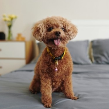 Excited red brown poodle dog sitting on bed with tongue out