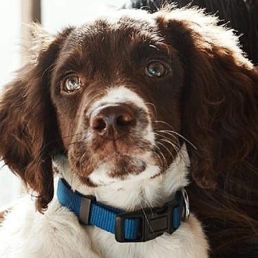 A brown puppy with big eyes