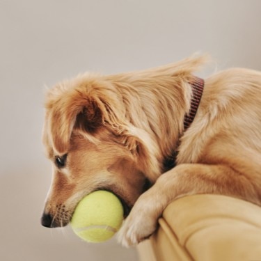 Dog lies on a couch with a ball