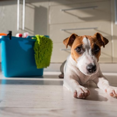 Dog lying in the kitchen with grooming accessories next to it