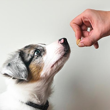 Owner giving prize to dog