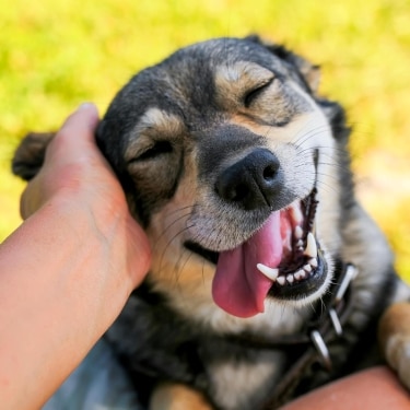 A brown and black dog smiles while being pet.