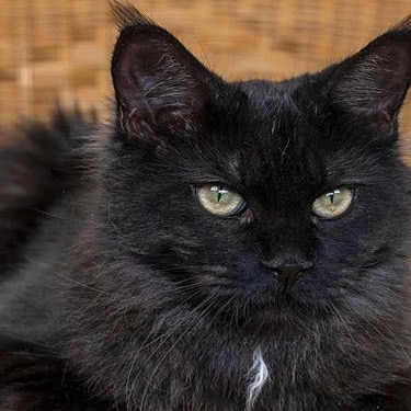 A cat sits in a wicker chair
