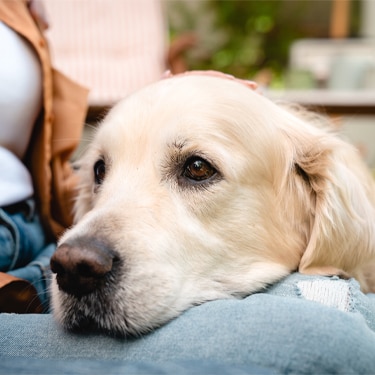 Dog lying on its owner's legs