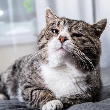 An old gray cat lies on a bed.