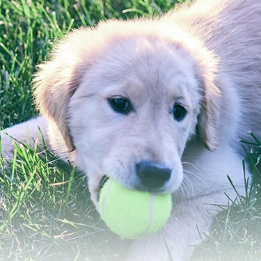 Puppy playing with a tennis ball