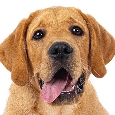 A puppy's tongue hangs from their mouth