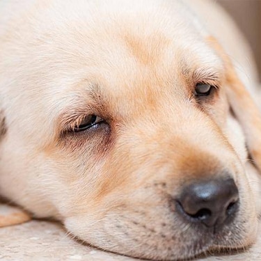 Yellow lab puppy lies down on the floor
