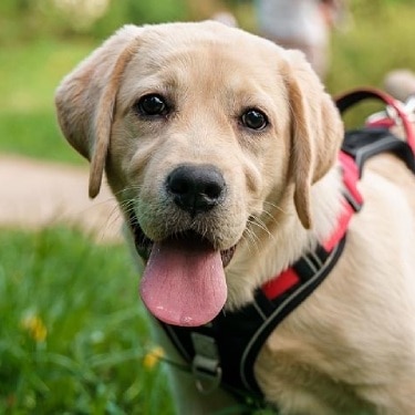 A Labrador puppy walks outside.