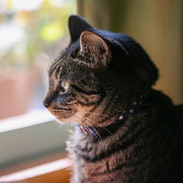 A cat looks out a window.