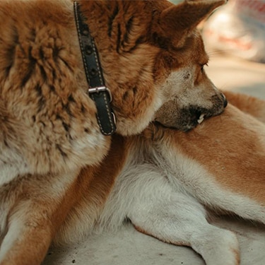 A dog nibbles at their leg.