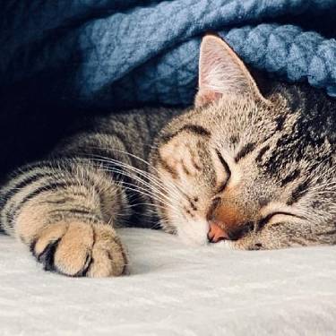 An orange cat wears a red collar.