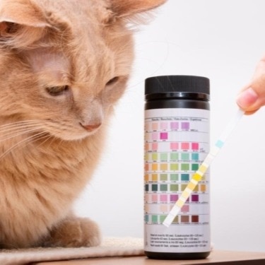A cat sits beside a ph testing strip.