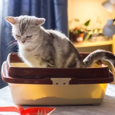 A cat sits in a litter tray.