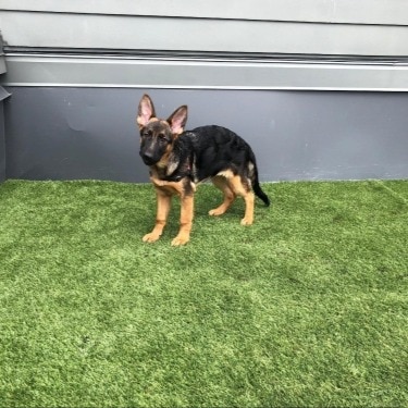 A puppy standing on grass.