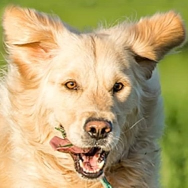 A golden retriever dog running on a field