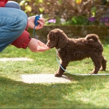 A person gives a puppy a treat.