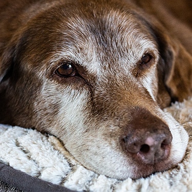 Old dog laying on his bed